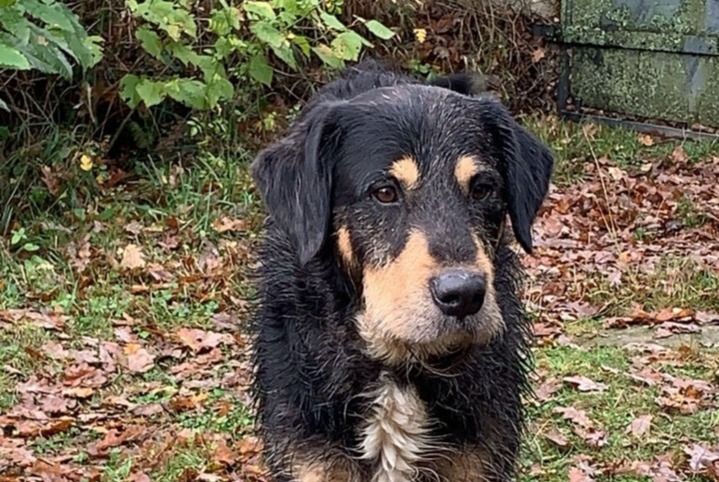 Vermisstmeldung Hund  Weiblich , 6 jahre Lannemezan Frankreich