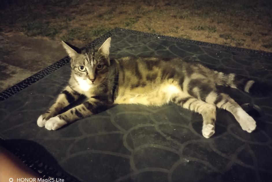 Fundmeldung Katze Unbekannt Orleix Frankreich
