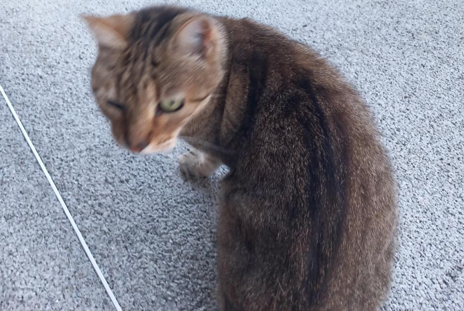 Fundmeldung Katze Weiblich Les Herbiers Frankreich