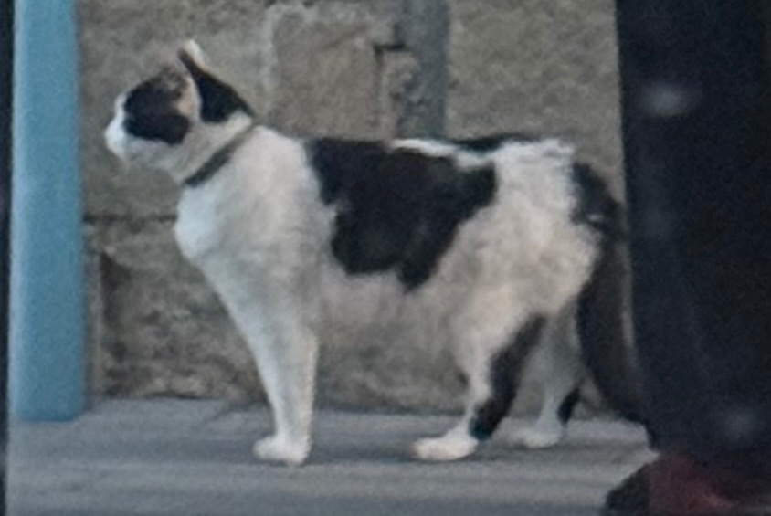 Vermisstmeldung Katze Männliche , 7 jahre Mayenne Frankreich Vermisstmeldung Katze Männliche , 7 jahre Mayenne Frankreich