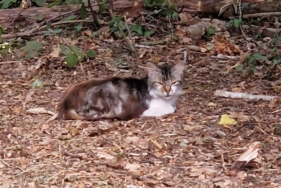 Discovery alert Cat miscegenation Unknown Saint-Laurent-de-Neste France