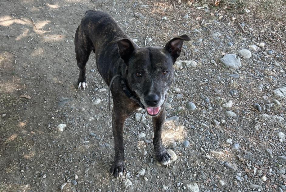 Discovery alert Dog miscegenation Male Soues France