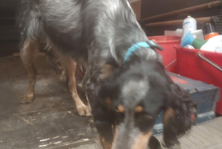 Discovery alert Dog Male Virazeil France