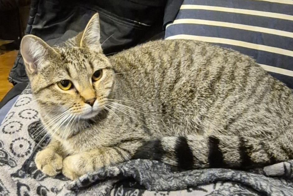 Alerta de Desaparición Gato Hembra , 1 años Conflans-Sainte-Honorine Francia