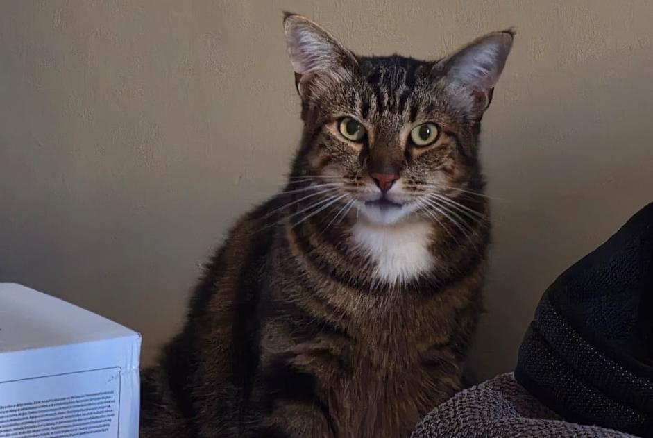 Alerte Disparition Chat Mâle , 4 ans Houtaud France Alerte Disparition Chat Mâle , 4 ans Houtaud France