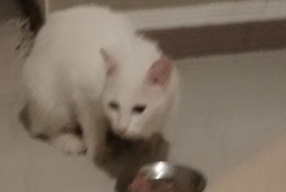 Alerte Découverte Chat Inconnu Vendenheim France Alerte Découverte Chat Inconnu Vendenheim France