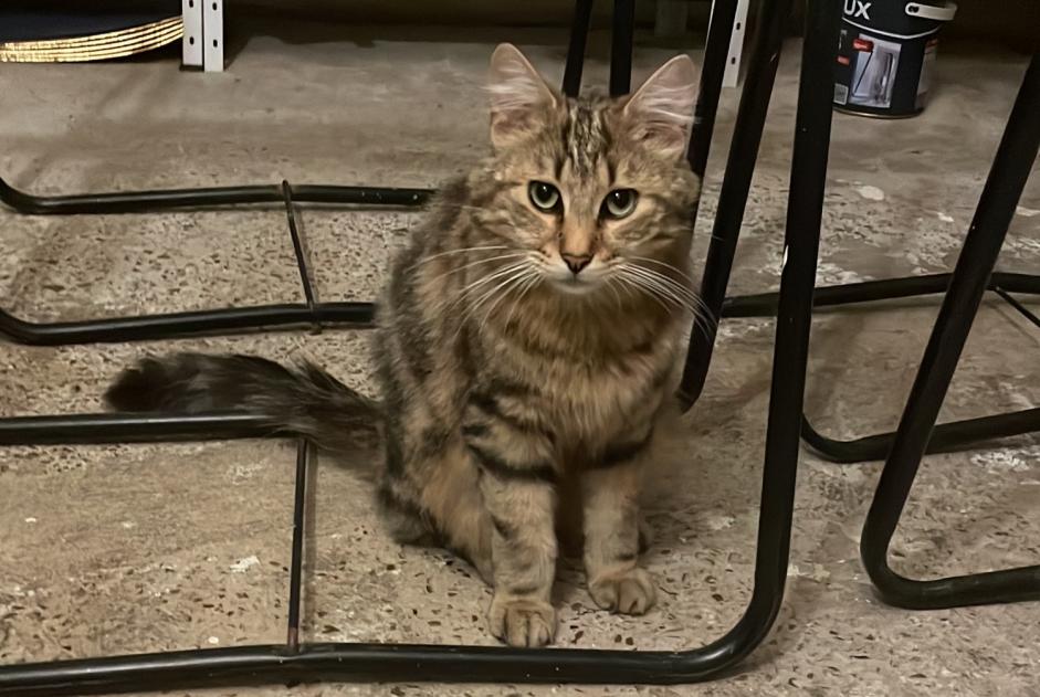 Alerte Découverte Chat Mâle Saint-Sulpice-sur-Risle France