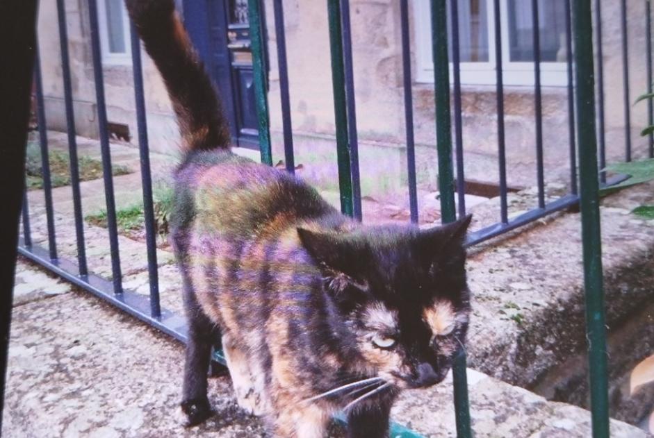 Alerte Découverte Chat Inconnu Alençon France