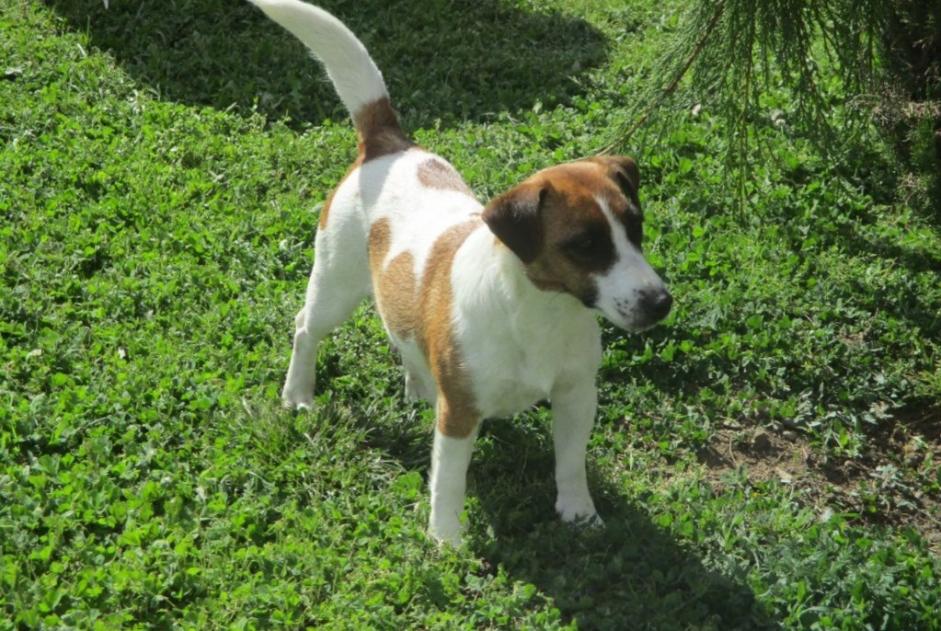 Alerte Disparition Chien  Femelle , 4 ans Vic-en-Bigorre France