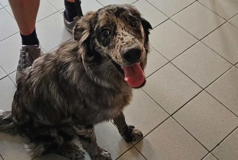 Alerte Découverte Chien Inconnu Montgailhard France