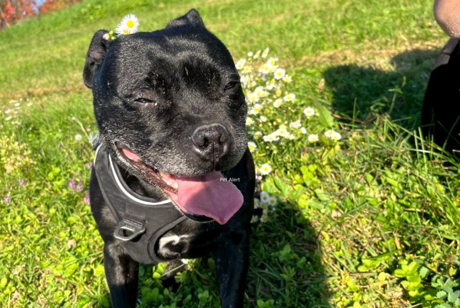 Avviso scomparsa Cane  Femmina , 9 anni Flassans-sur-Issole Francia
