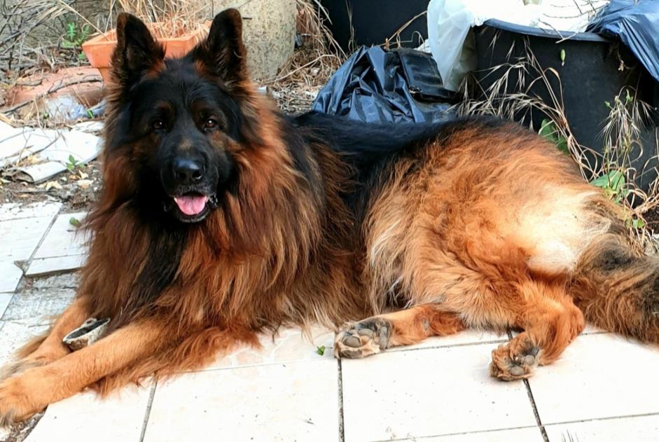 Avviso scomparsa Cane  Maschio , 4 anni Carnoules Francia