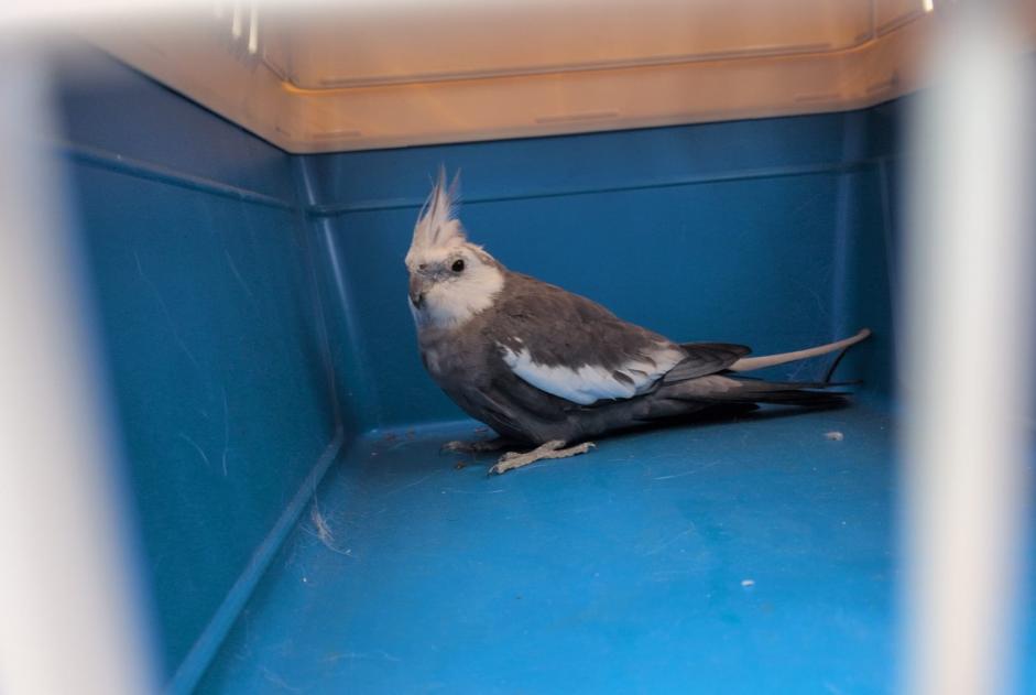 Avviso Ritrovamento Uccello Non conosciuta Bruyères-le-Châtel Francia Avviso Ritrovamento Uccello Non conosciuta Bruyères-le-Châtel Francia