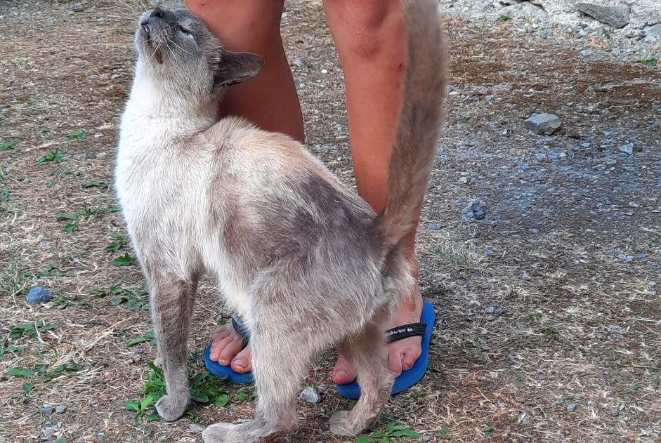 Ontdekkingsalarm Kat Onbekend Artalens-Souin Frankrijk