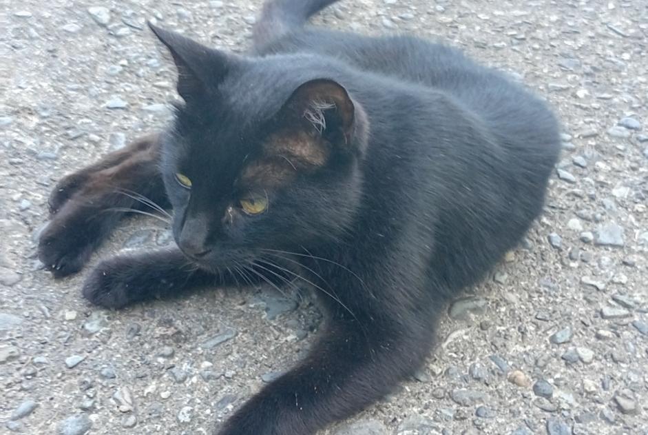 Ontdekkingsalarm Kat Onbekend Gazost Frankrijk