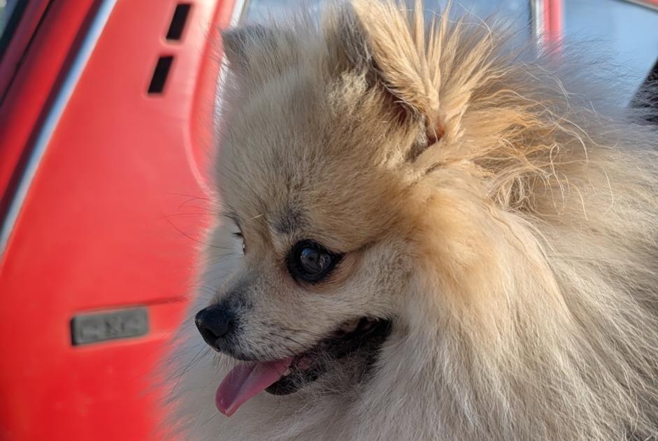 Alerta descoberta Cão  Desconhecido Tarbes France