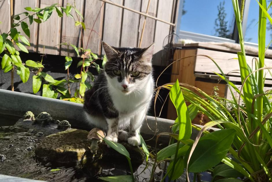 Alerta desaparecimento Gato cruzamento Fêmea , 1 anos Uttenheim France