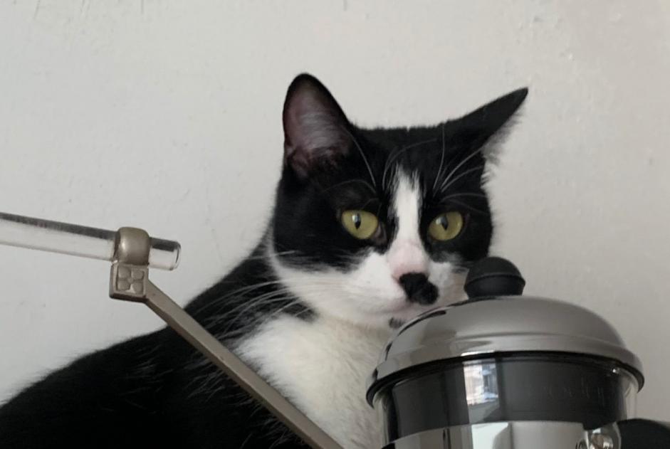Alerta desaparecimento Gato Fêmea , 2 anos Paris France Alerta desaparecimento Gato Fêmea , 2 anos Paris France