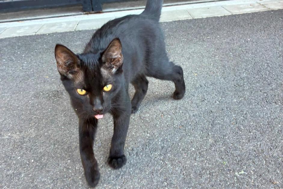 Alerta descoberta Gato Macho Wolfisheim France