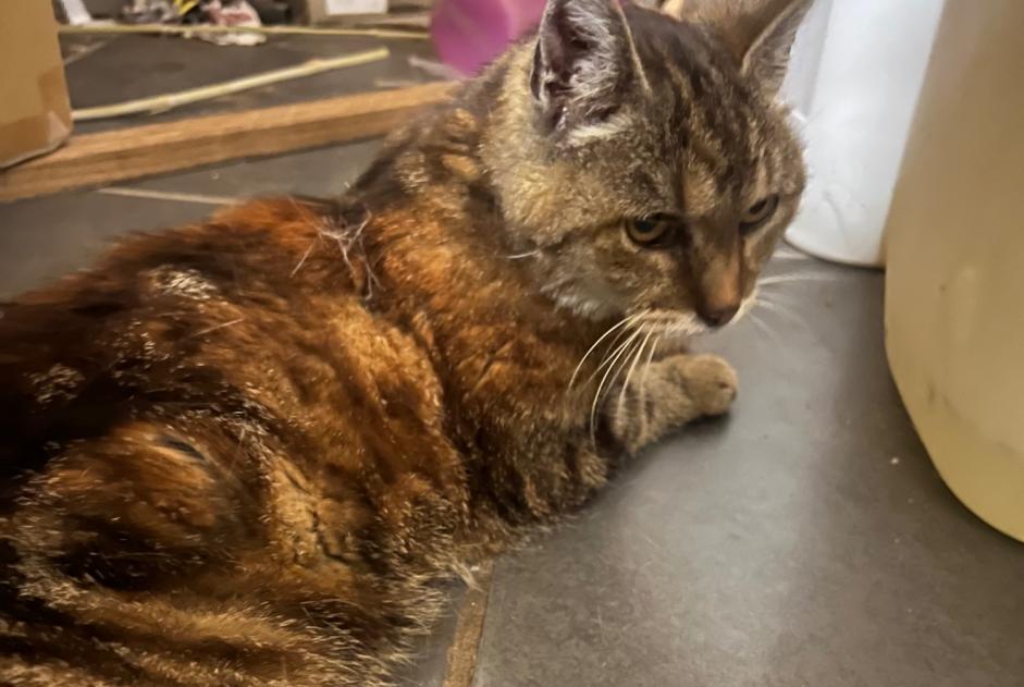 Alerta descoberta Gato  Fêmea Duttlenheim France